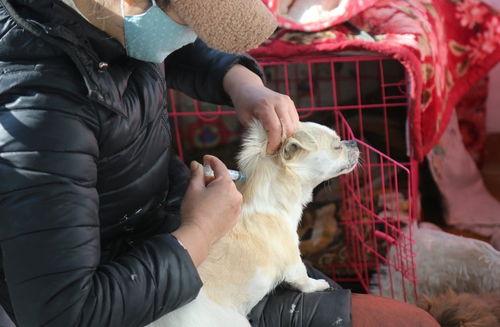 王狗狗家大姐爆料视频,揭秘家庭生活幕后真相  第2张